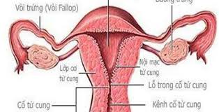 Dị vật trong âm đạo - Hình ảnh minh họa